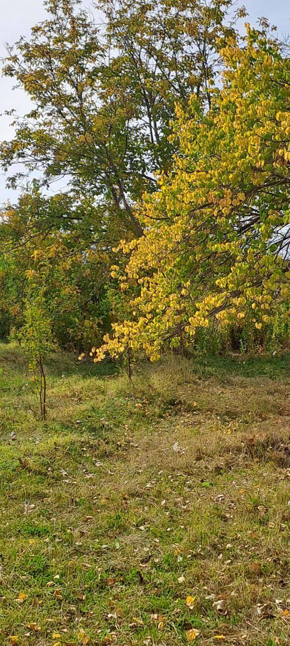 نمایی از درختان پاییزی در روستای اوردکلو