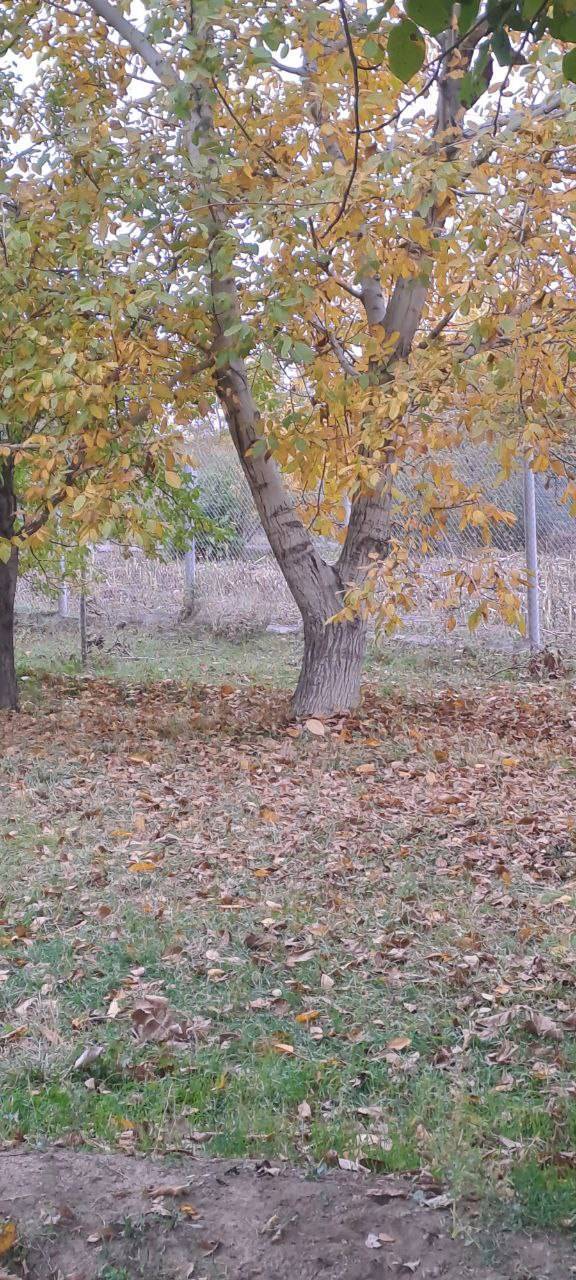 طببیعت پاییز در روستای اوردکلو