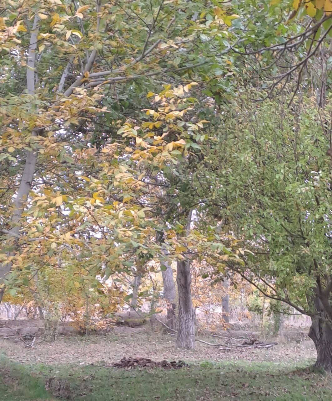 نمایی از طبیعت پاییز هزار رنگ در روستای اوردکلو