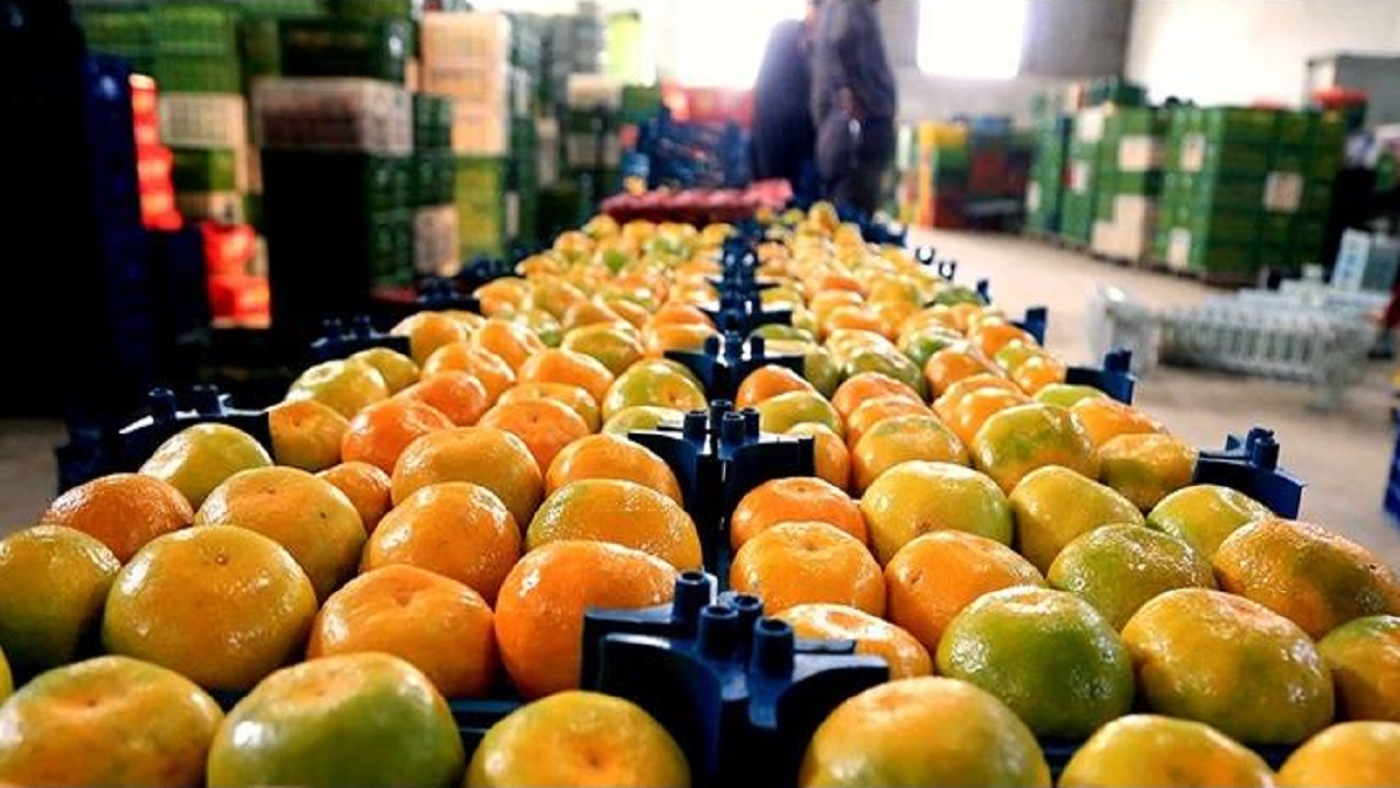 افزایش صادرات مرکبات با بازگشایی مسیر دریایی