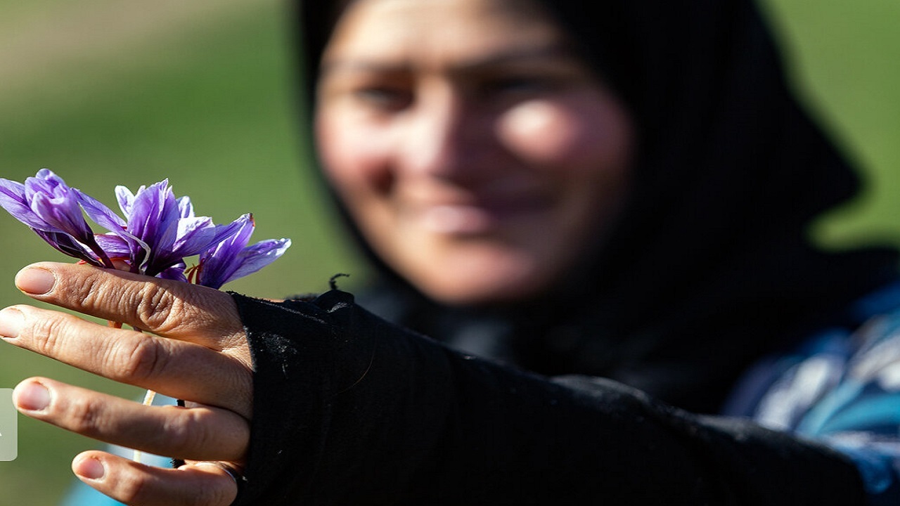 برداشت زعفران خراسان رضوی در نیمی از زمینهای زیر کشت به پایان رسید