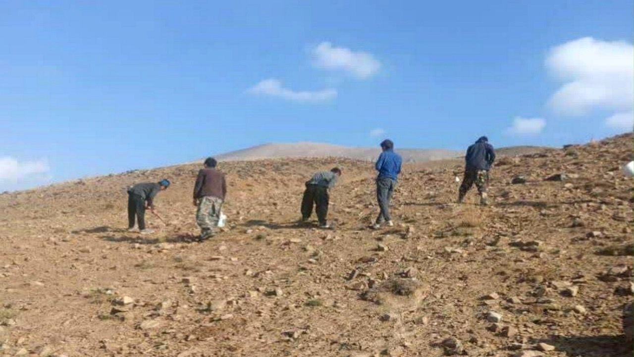 کپه کاری مشارکتی در ۴۰۰ هکتار از مراتع آمل
