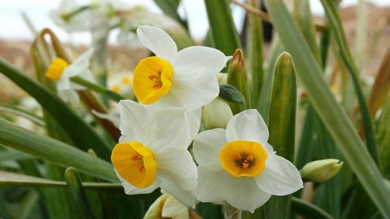 جشنواره گل نرگس، آذرماه در شهرستان خفر برگزار می‌شود