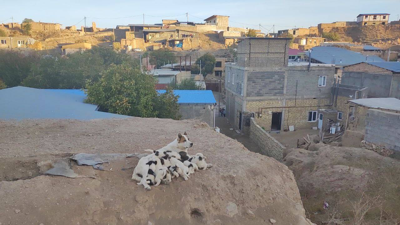 فیلمی از لحظه شیر خوردن ۱۲ توله سگ زیبا در روستای توآباد
