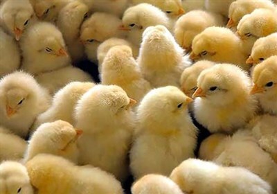 افزایش ۶۴ درصدی جوجه‌ریزی در همدان