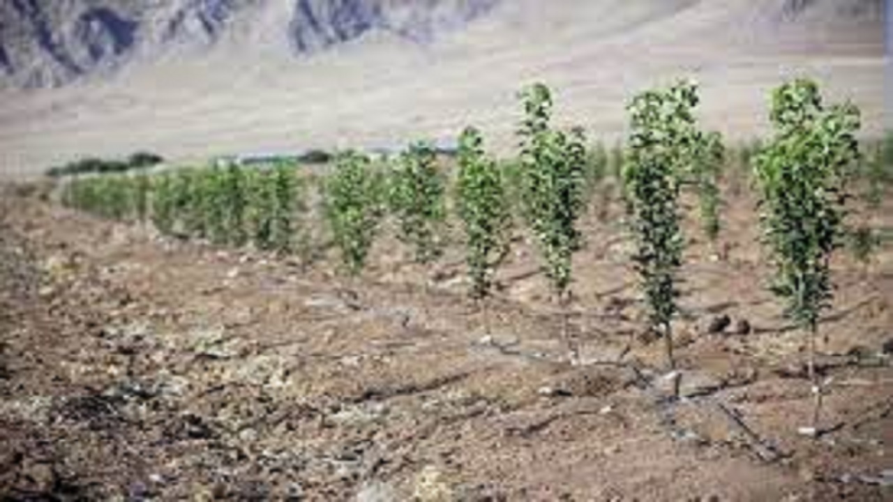 اقدام منابع طبیعی باشت در راستای کاشت یک میلیارد درخت