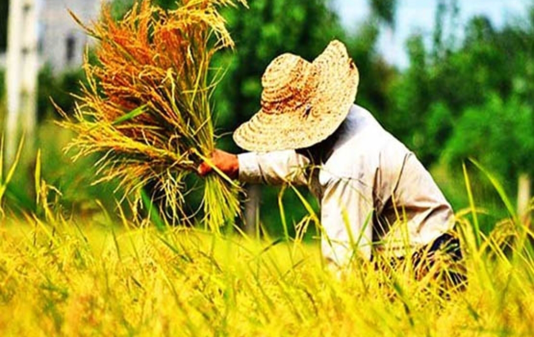 آغاز برداشت کشت دوم برنج از شالیزار‌های روستای سنگرودپی بابل + فیلم