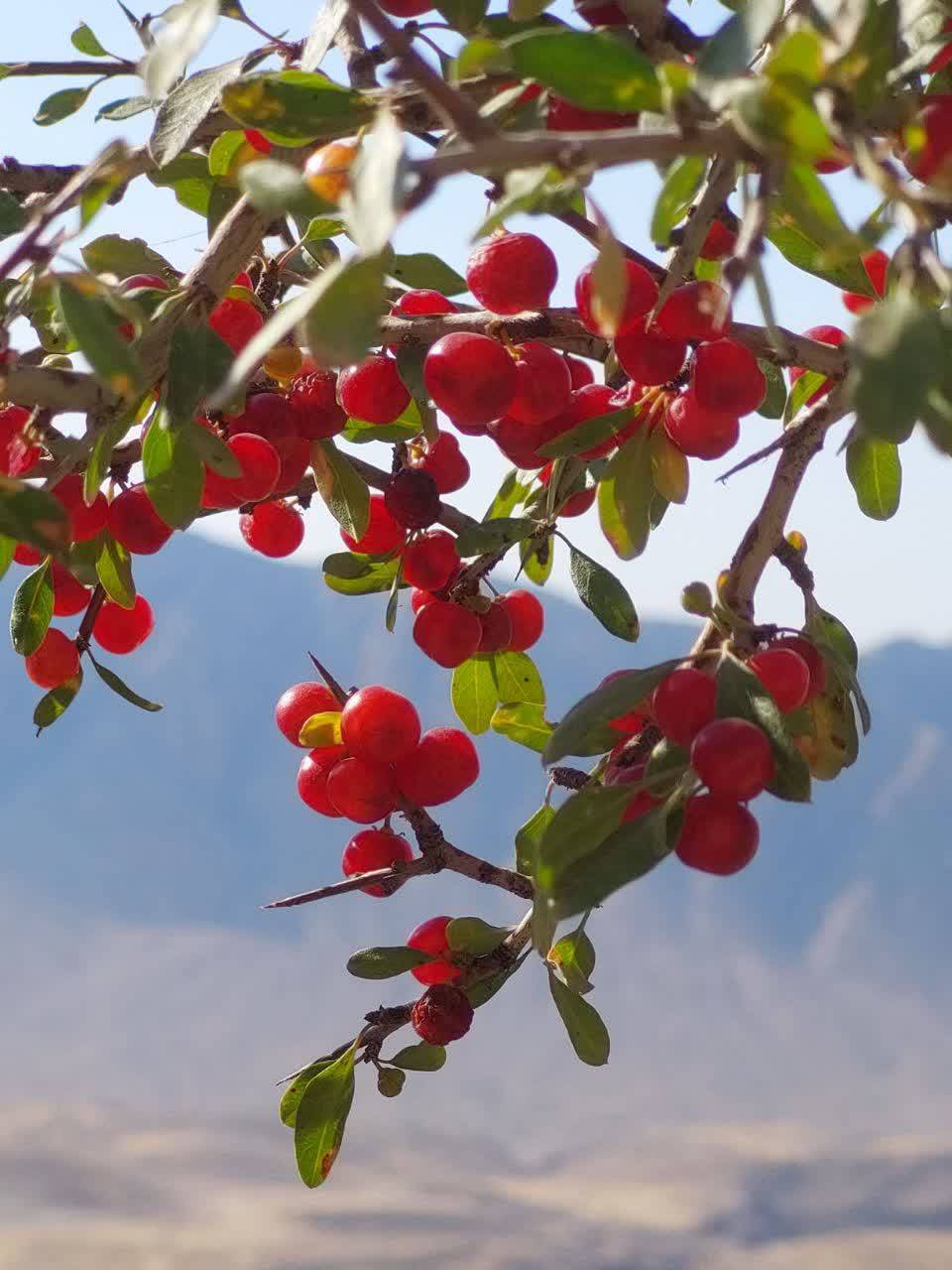 تصاویری از باغ‌های میوه در روستای الیف کازرون
