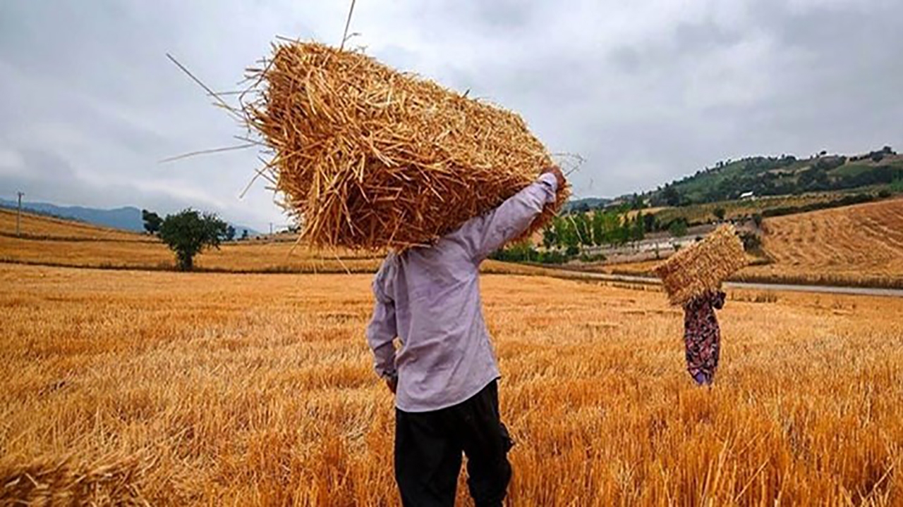 واریز ۳۷ میلیارد ریال کرایه حمل گندم به حساب کشاورزان هرمزگان