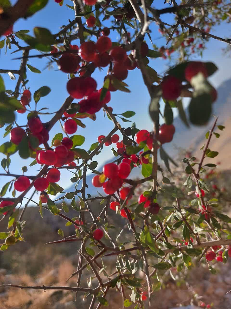 میوه