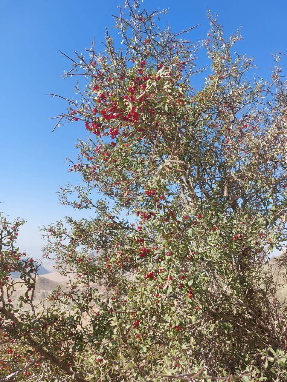 باغ میوه