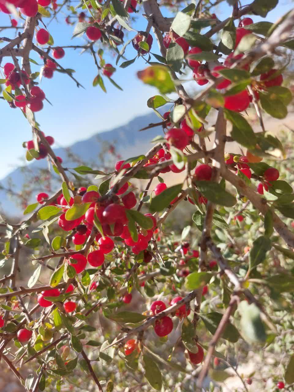 درخت میوه