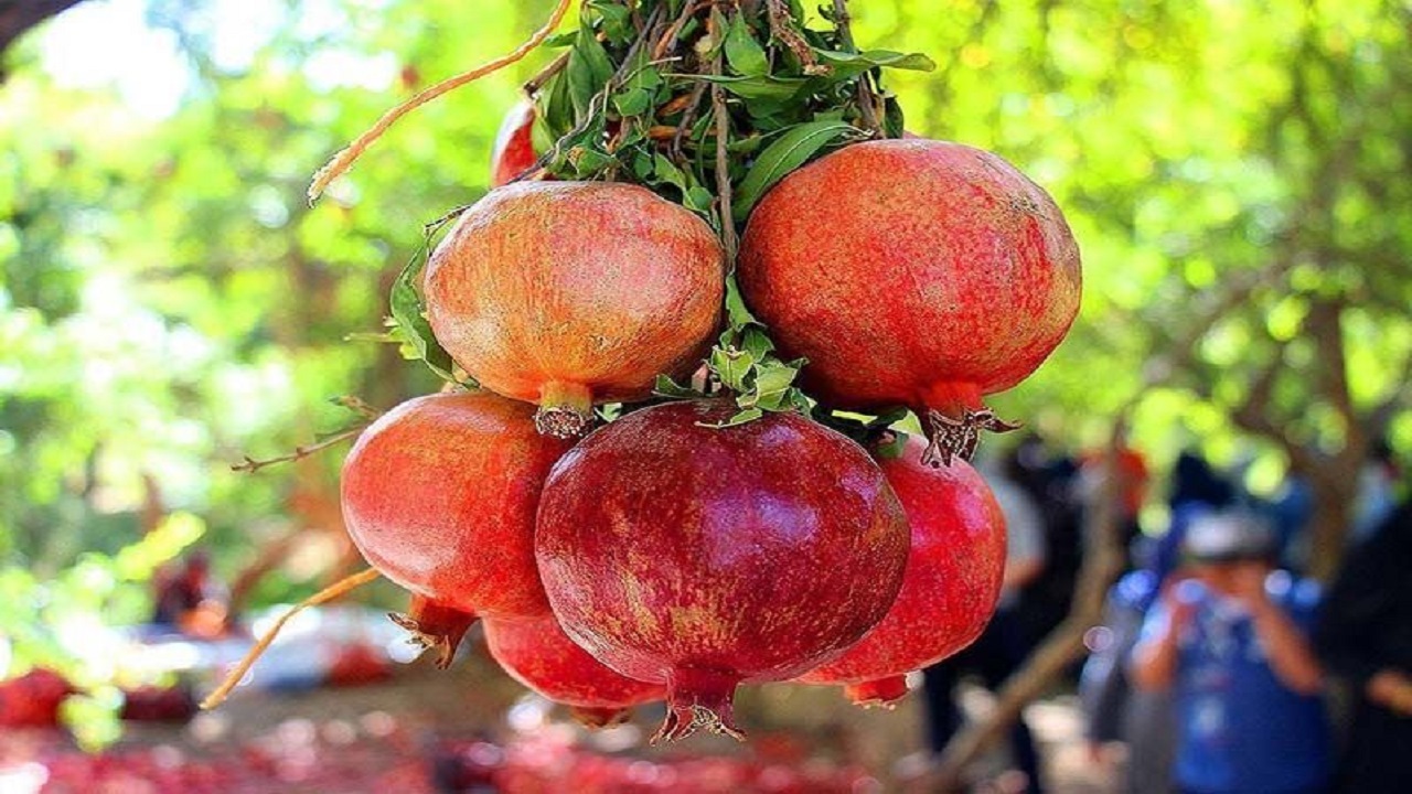 جشنواره انار در بجستان برگزار می‌شود