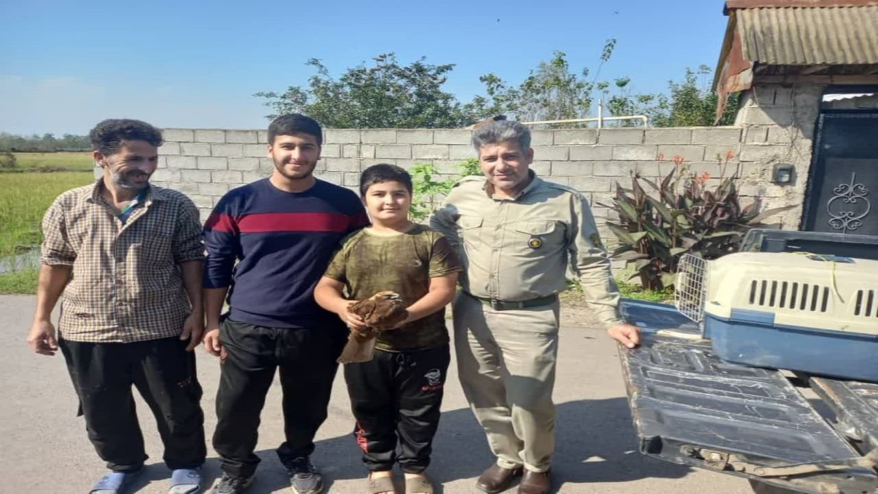 نوجوان گیلانی یک پرنده شکاری زخمی را نجات داد