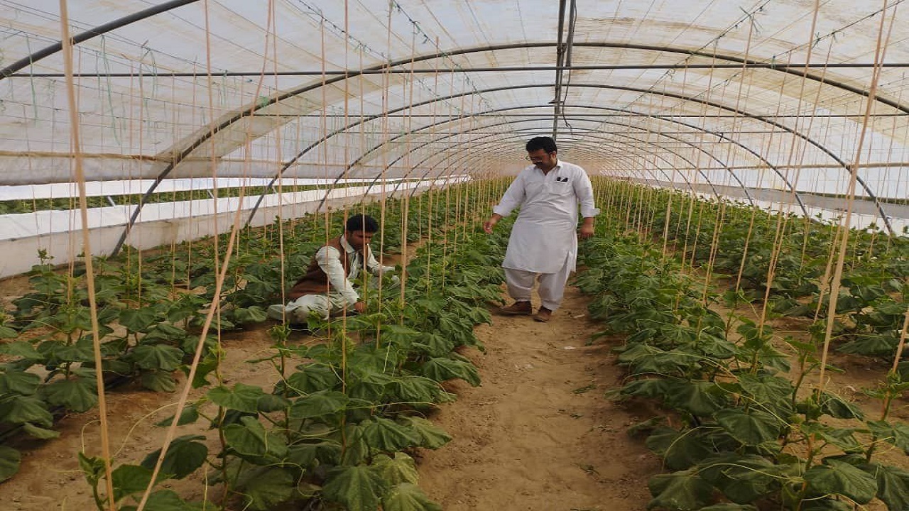 سطح زیر کشت محصولات گلخانه ای در خاش به ۲۰ هکتار ارتقا یافت