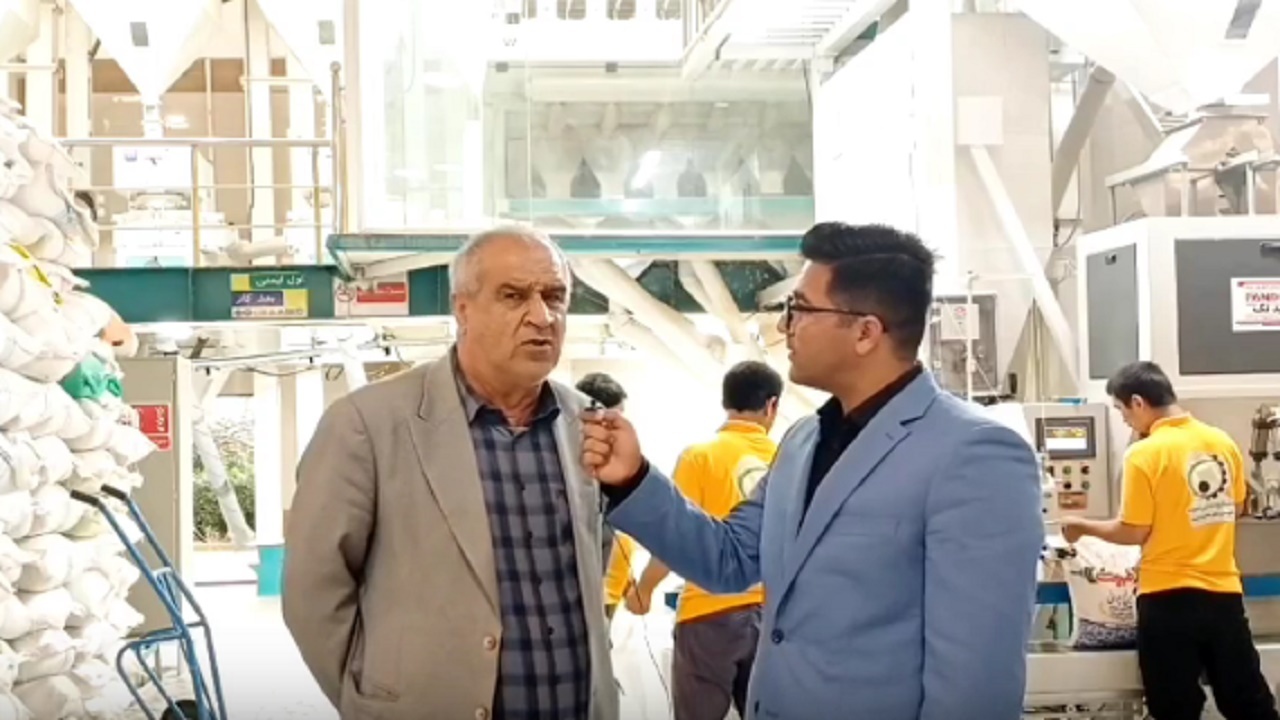 آغاز فاز دوم خرید برنج کشاورزان مازندرانی + فیلم