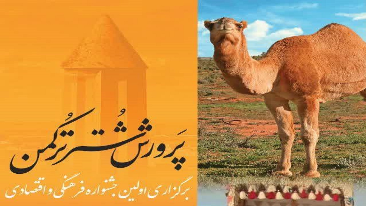 برگزاری اولین جشنواره فرهنگی اقتصادی پرورش شتر ترکمن در گلستان