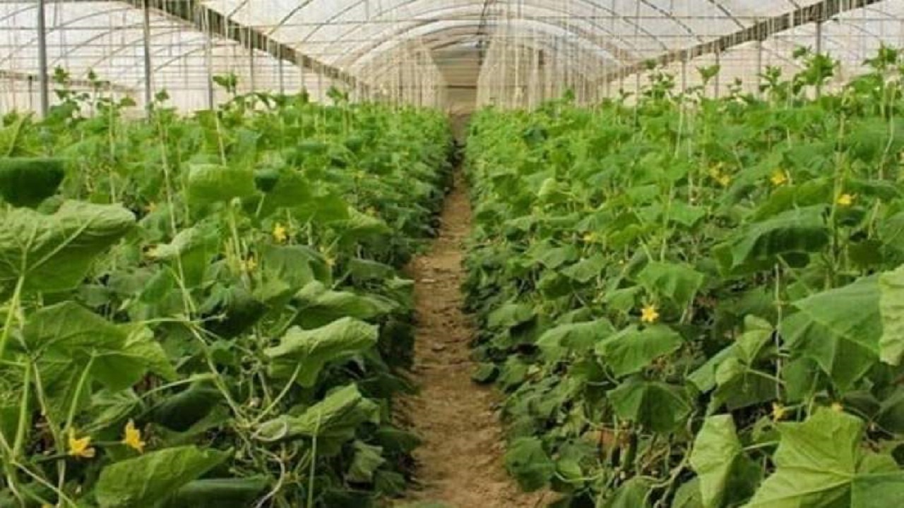 صادرات ۴ هزار تن از محصولات سیستان و بلوچستان به خارج از کشور