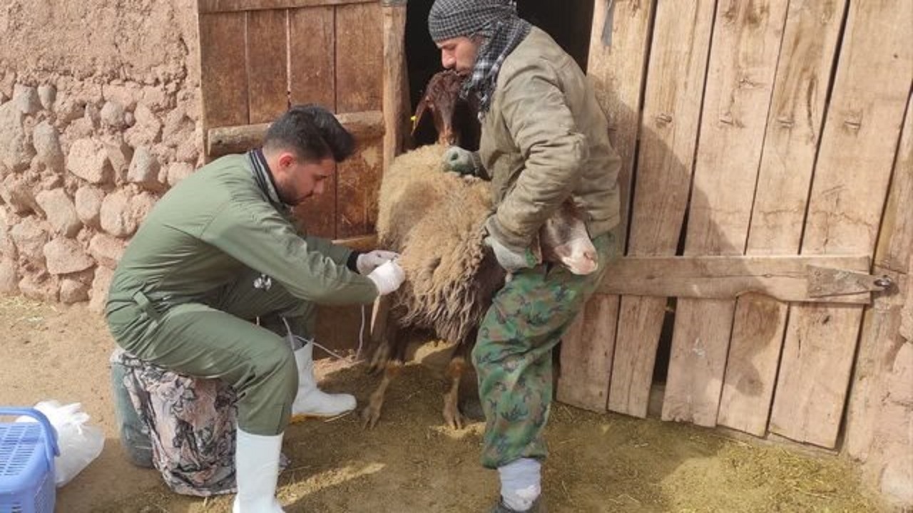 برگزاری اردوی جهاد دامپزشکی به مناسبت هفته بسیج