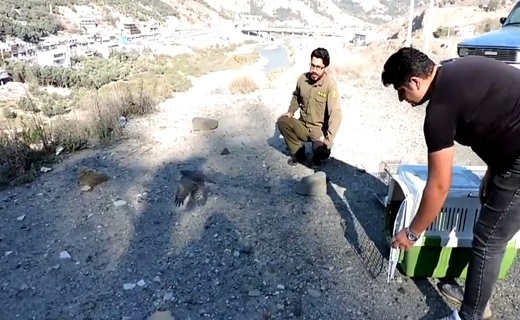 رهاسازی پرنده در طبیعت رودبار