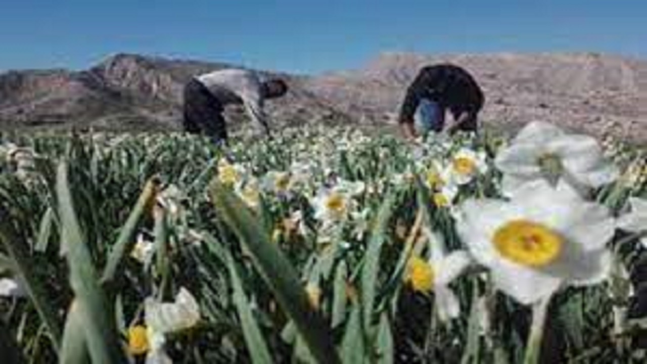 آغاز برداشت گیاهان دارویی در گچساران