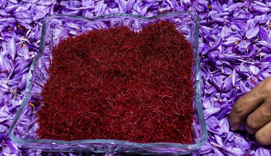 پیش‌بینی برداشت ۸۰۰ کیلوگرم زعفران در ملایر