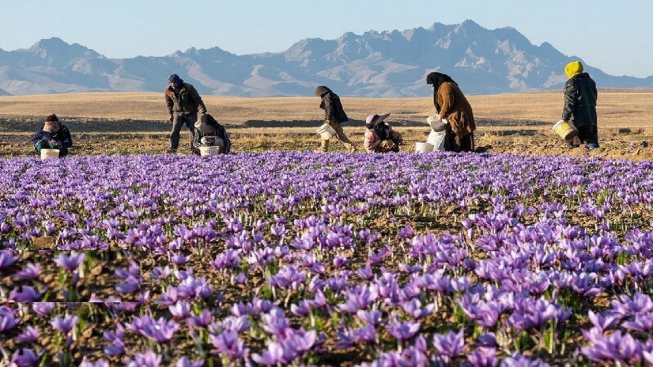 برداشت ۵۰۰ کیلوگرم زعفران در خمین