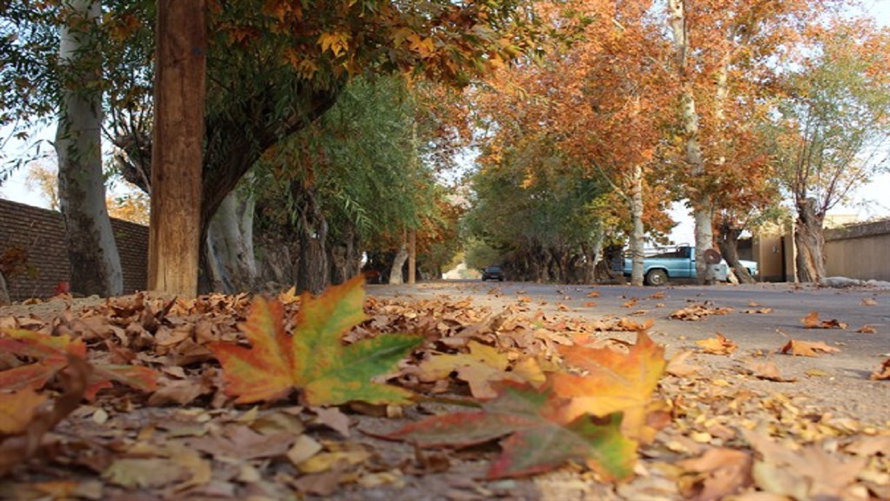 نمایی از برگ‌ریزان پاییزی درختان در معابر ماهدشت + فیلم
