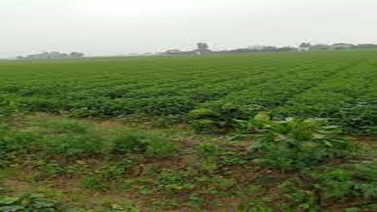 برداشت سبزی خورشتی در چرام