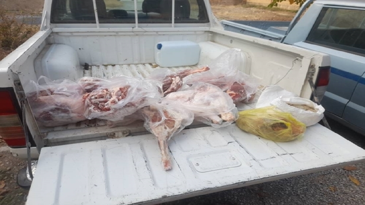 ضبط و معدوم سازی ۸۰ کیلوگرم گوشت قرمز در کیار