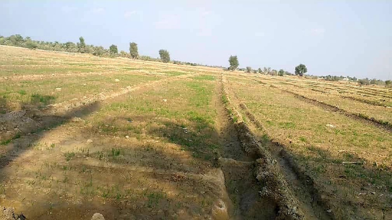 ۷۵۰ هکتار از اراضی کشاورزی دشت پیشین زیر کشت گندم رفت
