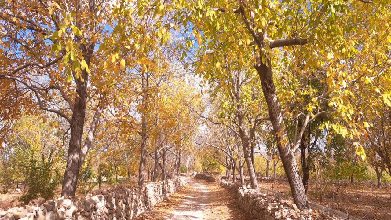 رخ نمایی پائیز هزار رنگ در مشکان نی ریز در فارس + تصاویر