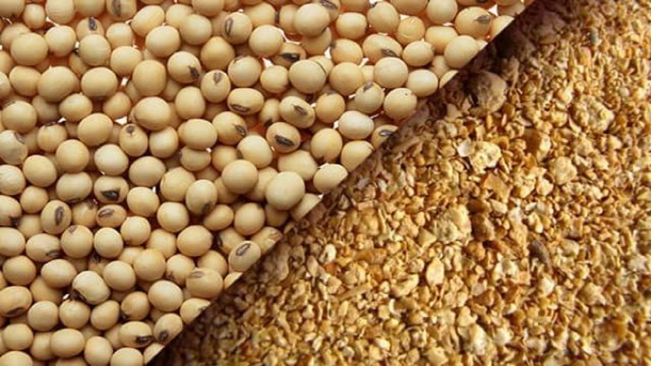 هیچ کمبودی در کنجاله سویا نداریم