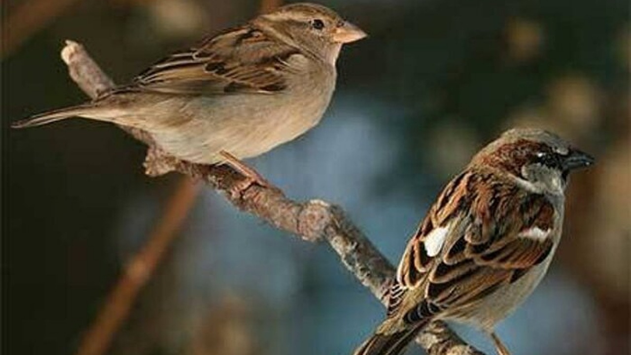 حرکت زیرکانه یک گنجشک برای فرار از دست چندین گربه + فیلم