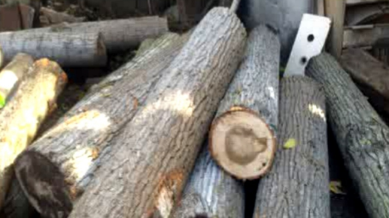 کشف چوب آلات جنگلی قاچاق در شهرستان نور