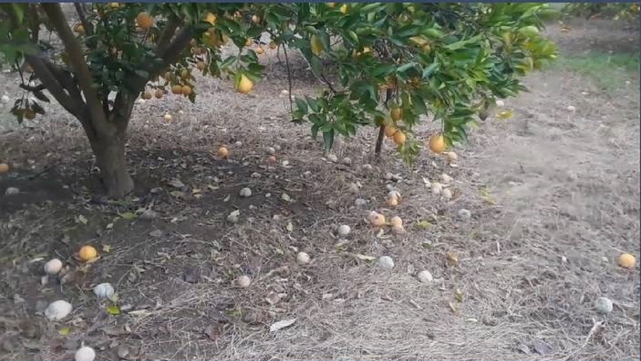 آفت زدگی درختان بخش بندپی غربی بابل توسط مگس‌های مدیترانه‌ای + فیلم