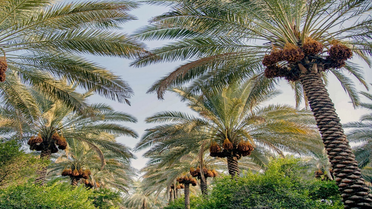 بیش‌از ۲۵۰ هزار و ۸۹۸ تن خرما در سیستان و بلوچستان برداشت شد