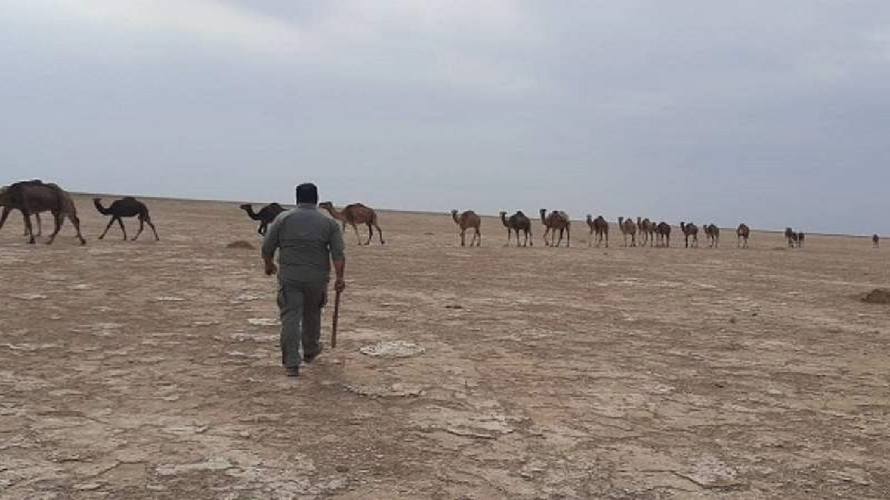 خروج گله ۸۰ نفری شتر از تالاب هامون