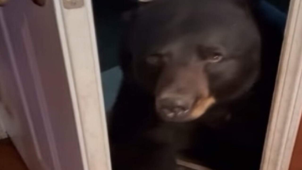 خرس