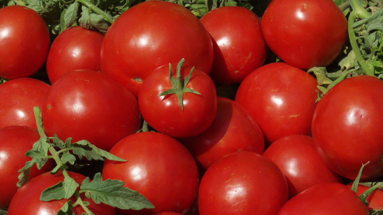 پیش‌بینی برداشت ۵۷۵ هزار تن گوجه‌فرنگی از زمین‌های استان بوشهر