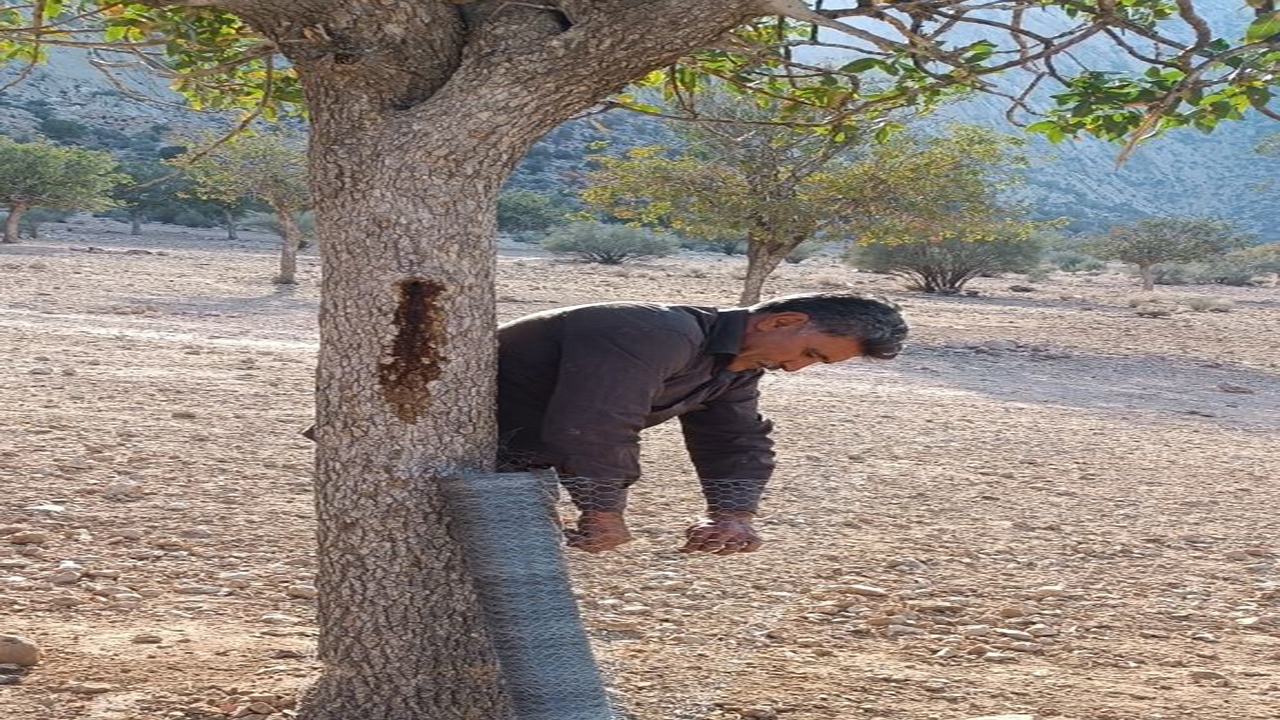 مبارزه با آفت تشی در جنگل‌های شهرستان جهرم