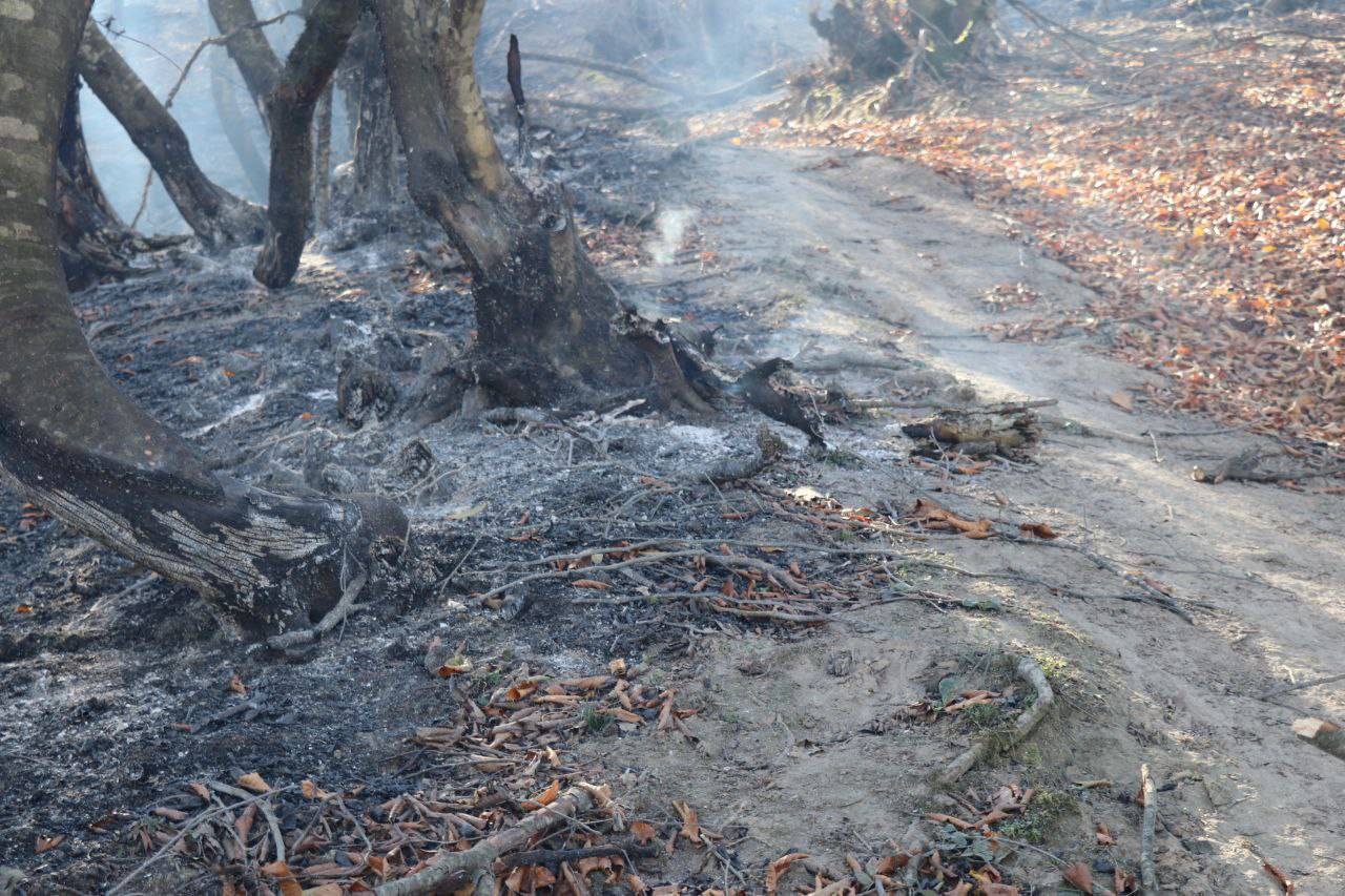 آتش سوزی ۸ هکتار از جنگلهای آغوزبن رودبار آتش سوزی ۸ هکتار از جنگلهای آغوزبن رودبار