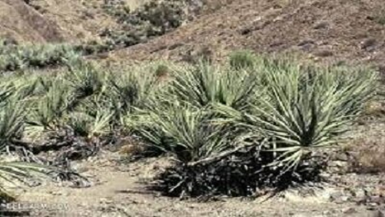 داز درختچه‌ای کاربردی در تولید صنایع دستی سیستان و بلوچستان
