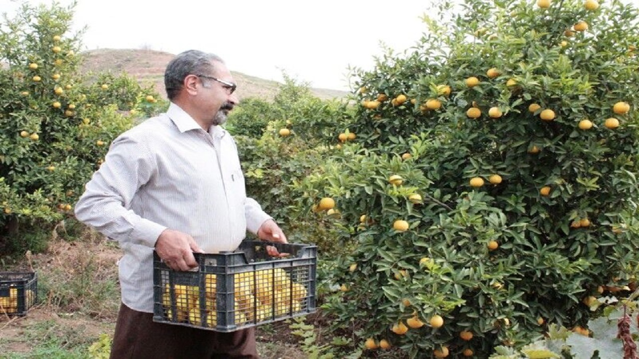 برگزاری جشنواره لیمو در قصرشیرین
