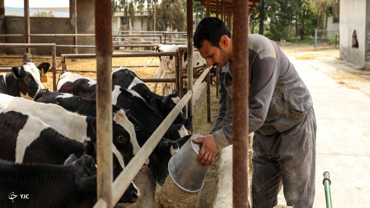 سه کانون تب‌برفکی در مهاباد شناسایی و کنترل شد