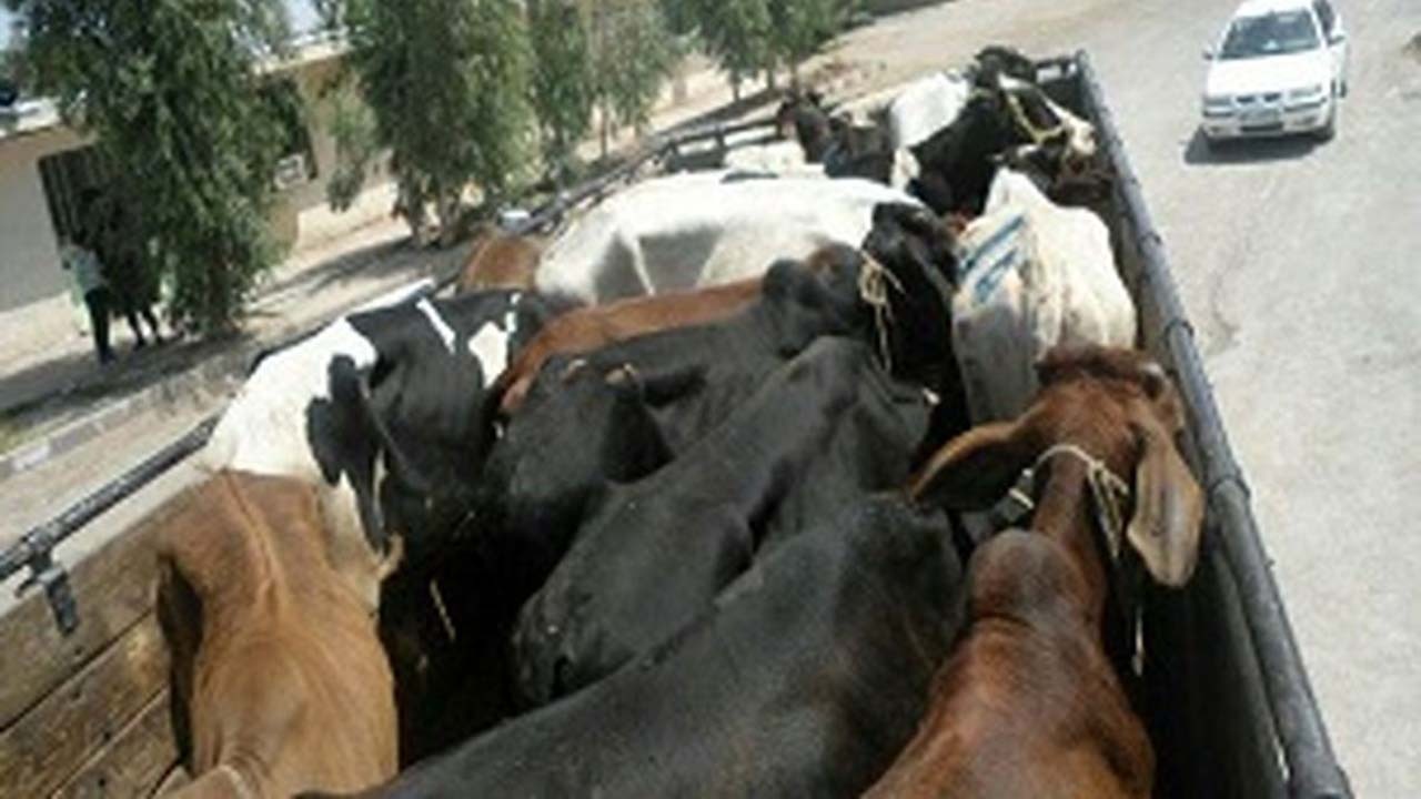 کشف ۱۷ راس گاو قاچاق در رودان