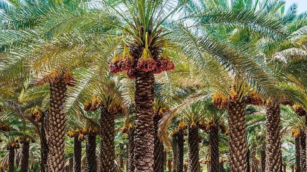 باغات دشتستان شناسنامه دار می‌شوند