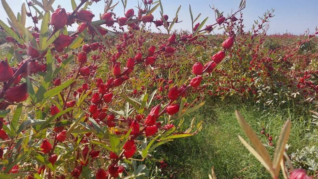 دغدغه نبود صنایع بسته‌بندی در قطب تولید چای ترش کشور