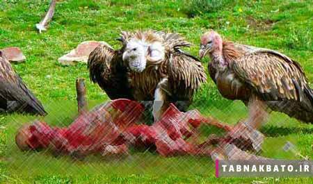 یکی شدن با آسمان به کمک درندگان