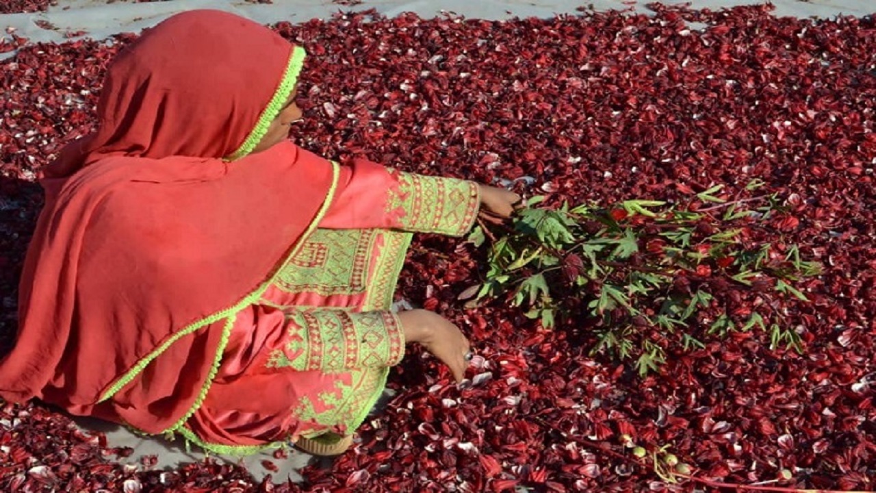 طلای سرخ دلگان در انتظار صنایع تبدیلی